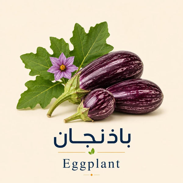 Eggplant Seedlings | شتلات الباذنجان