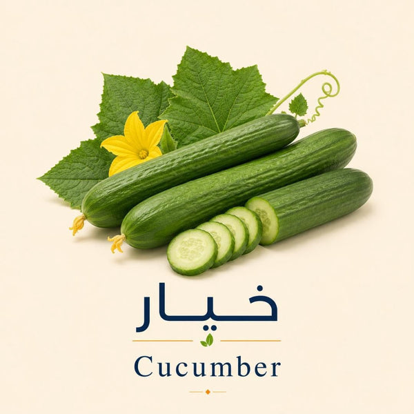 Cucumber Seedlings | شتلات الخيار