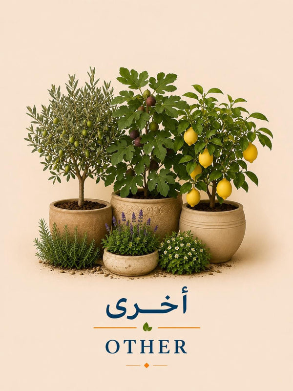 Other Seedlings | شتلات أخرى