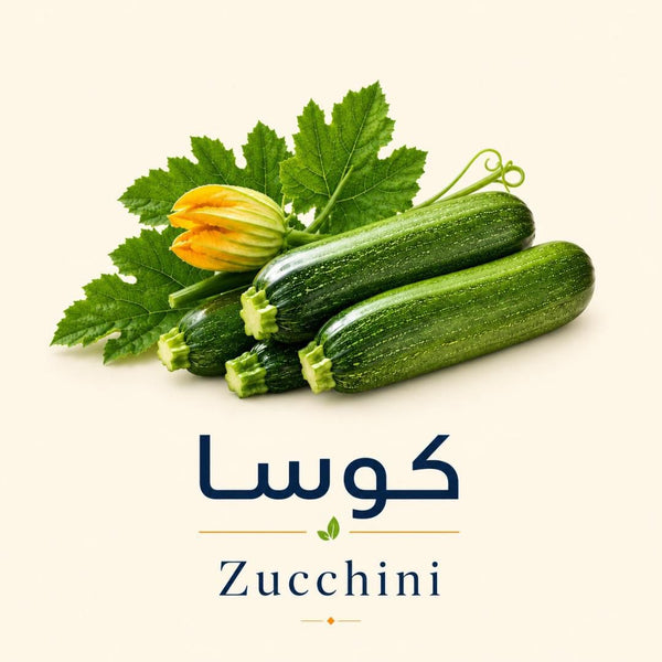 Zucchini Seedlings | شتلات الكوسة