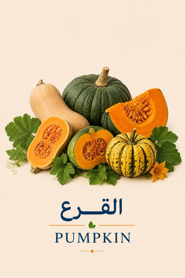 Pumpkin Seedlings | شتلات القرع
