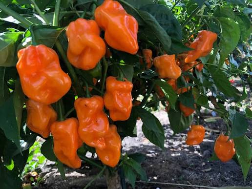Habanero Roger’s orange giant | شتلة فلفل حار