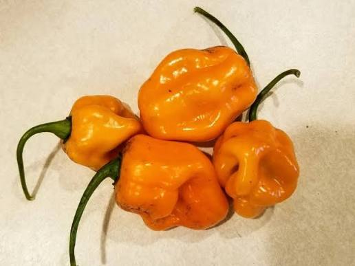 Habanero Roger’s orange giant | شتلة فلفل حار