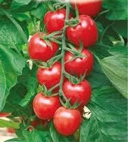 Cherry Lycopa | شتلة طماطم