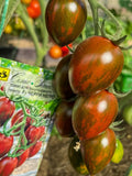 Cherry Negro | شتلة طماطم