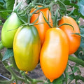 Golden Koenigsberg | شتلة طماطم