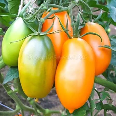 Golden Koenigsberg | شتلة طماطم
