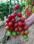 Cherry IRA | شتلة طماطم