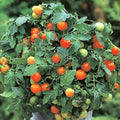 Garden Pearl | شتلة طماطم