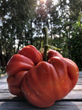 Sicilian Saucer | شتلة طماطم