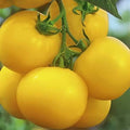 Lemonia H | شتلة طماطم