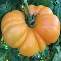 Amana Orange | شتلة طماطم