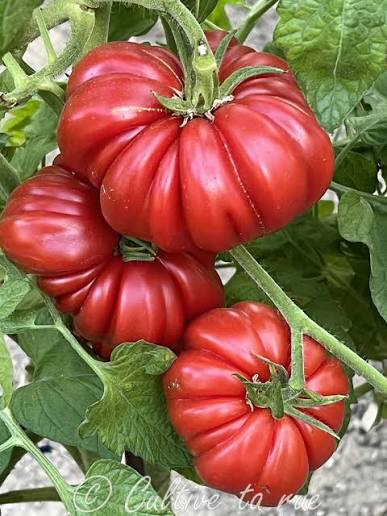 American Ribbed Red | شتلة طماطم