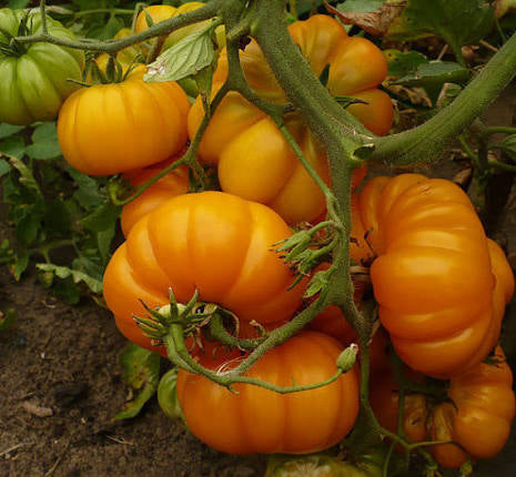 American Ribbed Orange | شتلة طماطم
