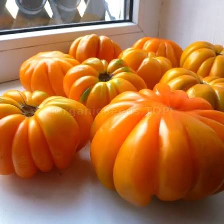 American Ribbed Orange | شتلة طماطم