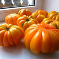 American Ribbed Orange | شتلة طماطم