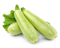 Gray Zucchini | شتلة كوسا
