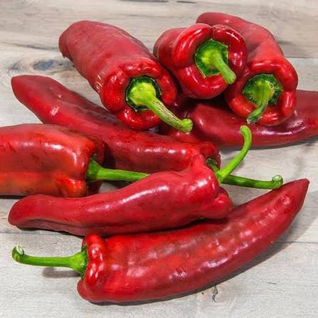 MARCONI RED | شتلة فلفل حلو