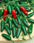 HOT JALAPENO | شتلة فلفل حار