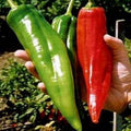 HOT BIG JIM | شتلة فلفل حار
