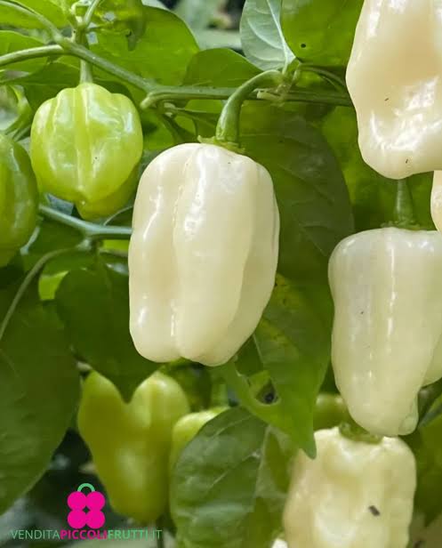 Habanero Ivory | شتلة فلفل حار