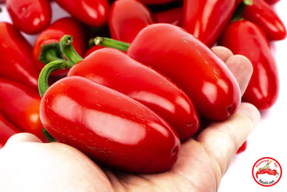 Jalapeno Mammoth Red | شتلة فلفل حار