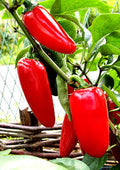 Jalapeno Mammoth Red | شتلة فلفل حار