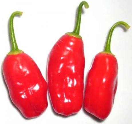 Aji Ecuadorian Red | شتلة فلفل حار