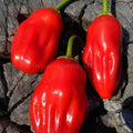 Aji Ecuadorian Red | شتلة فلفل حار
