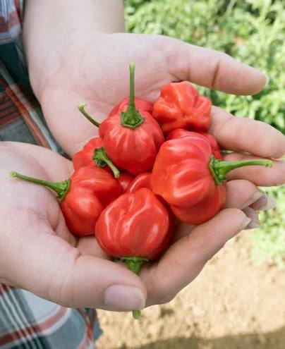 Scotch Bonnet | شتلة فلفل حار