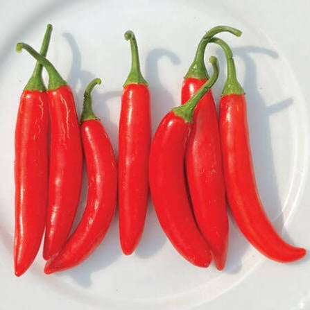 Serrano | شتلة فلفل حار