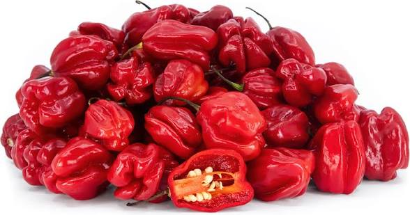 Habanero Red | شتلة فلفل حار