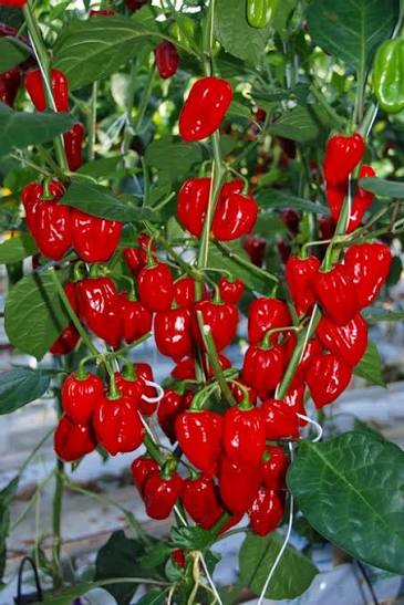 Habanero Red | شتلة فلفل حار