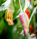 tricolor variegated | شتلة فلفل حار