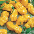 Sweet habanero yellow | شتلة فلفل بارد