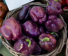 Merlot F1 | شتلة فلفل