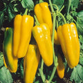 Golden Marconi |  شتلة فلفل بارد