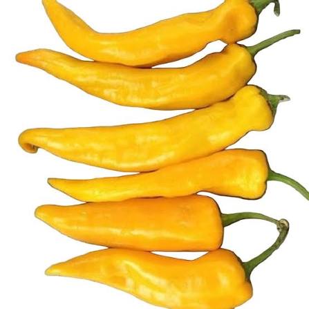 Golden Marconi |  شتلة فلفل بارد