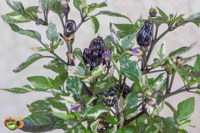 Scarlet variegated | شتلة فلفل حار