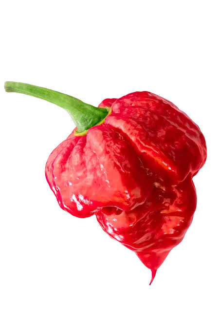 Trinidad Scorpion | شتلة فلفل حار