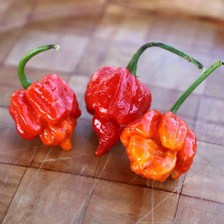 Trinidad Scorpion | شتلة فلفل حار