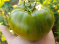 Emerald apple green | شتلة طماط