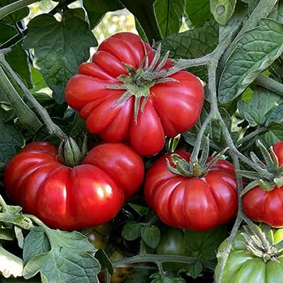 Custoluto genovese | شتلة طماط