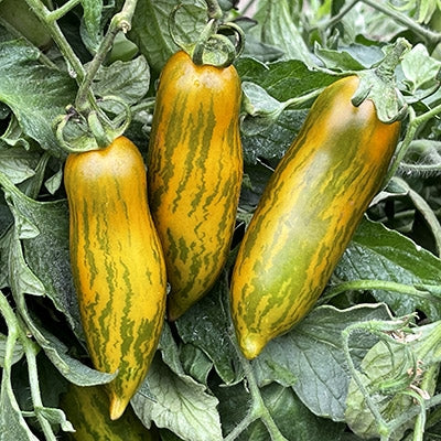 Green Sausage | شتلة طماط