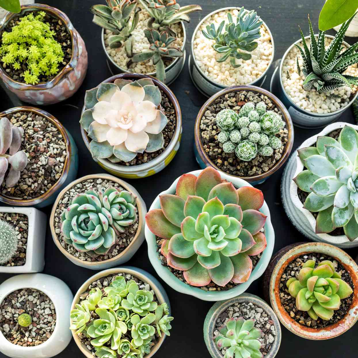 Indoor Plants | النباتات الداخلية
