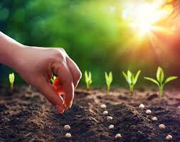 Seeds | البذور